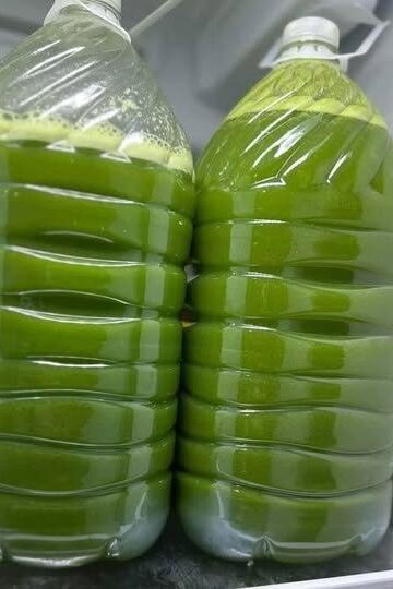 Homemade Fresh Green Juice